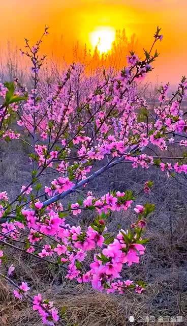 去桃花盛开的地方,春日踏青之旅