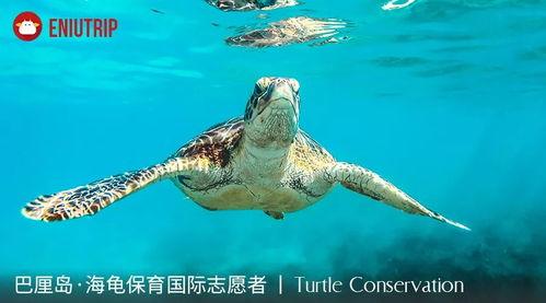 海龟们,海洋中的绿色守护者